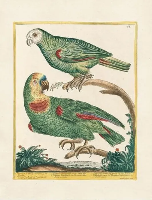 Framed Print : Vintage bird illustration. 18th century bird art. The Parrot. Ca. 1780 Framed Print : Vintage bird illustration. 18th century bird art. The Parrot. Ca. 1780