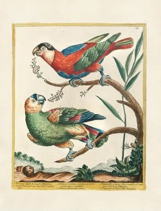Framed Print : Vintage bird illustration. 18th century bird art. The Parrot. Ca. 1780 Framed Print : Vintage bird illustration. 18th century bird art. The Parrot. Ca. 1780
