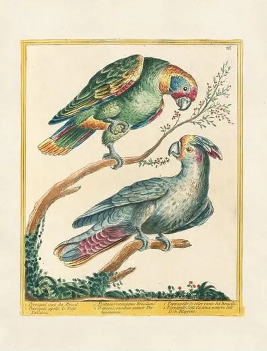 Framed Print : Vintage bird illustration. 18th century bird art. The Parrot. Ca. 1780 Framed Print : Vintage bird illustration. 18th century bird art. The Parrot. Ca. 1780