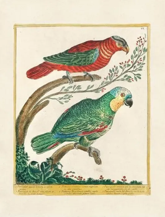 Framed Print : Vintage bird illustration. 18th century bird art. The Parrot. Ca. 1780 Framed Print : Vintage bird illustration. 18th century bird art. The Parrot. Ca. 1780