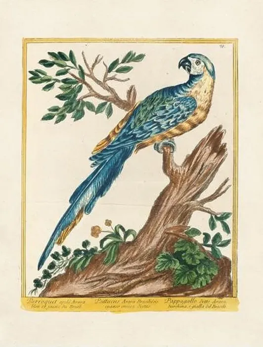 Framed Print : Vintage bird illustration. 18th century bird art. The Blue and Yellow Macaw. Ca. 1780 Framed Print : Vintage bird illustration. 18th century bird art. The Blue and Yellow Macaw. Ca. 1780