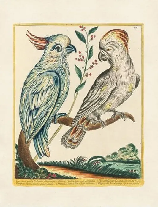 Framed Print : Vintage bird illustration. 18th century bird art. The Cockatoo. Ca. 1780 Framed Print : Vintage bird illustration. 18th century bird art. The Cockatoo. Ca. 1780