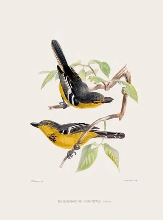 Framed Print : Vintage bird illustration. 19th century bird art. Ca 1878 Framed Print : Vintage bird illustration. 19th century bird art. Ca 1878