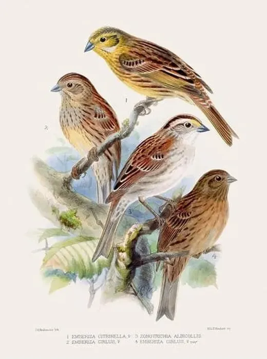 Framed Print : Vintage bird illustration. 19th century bird art. Ca 1878 Framed Print : Vintage bird illustration. 19th century bird art. Ca 1878