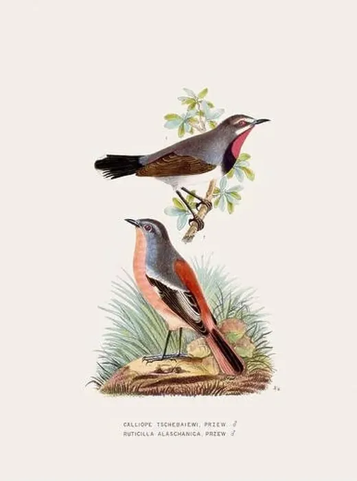 Framed Print : Vintage bird illustration. 19th century bird art. Ca 1878 Framed Print : Vintage bird illustration. 19th century bird art. Ca 1878