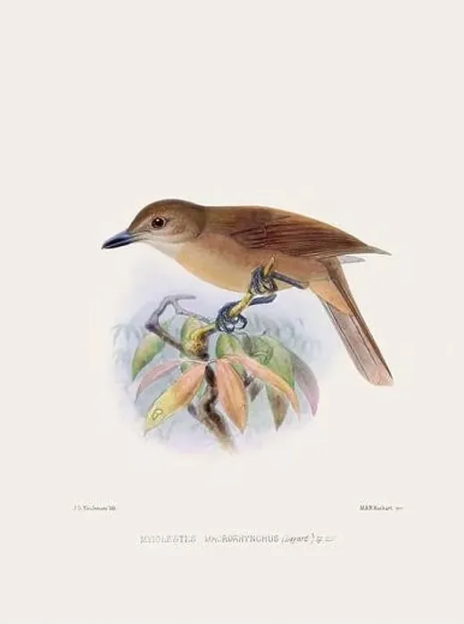 Framed Print : Vintage bird illustration. 19th century bird art. Ca 1878 Framed Print : Vintage bird illustration. 19th century bird art. Ca 1878
