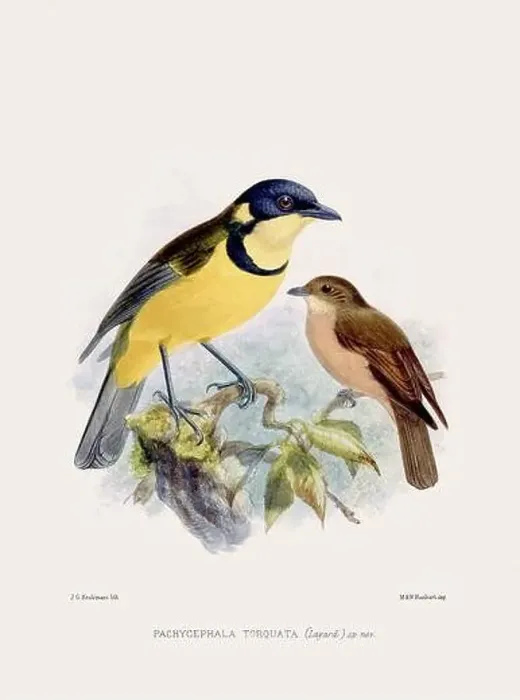 Framed Print : Vintage bird illustration. 19th century bird art. Ca 1878 Framed Print : Vintage bird illustration. 19th century bird art. Ca 1878
