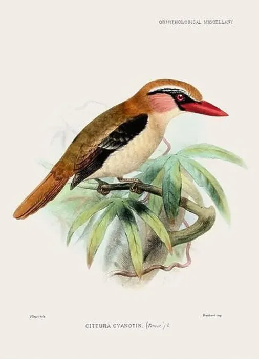 Framed Print : Vintage bird illustration. 19th century bird art. Ca 1878 Framed Print : Vintage bird illustration. 19th century bird art. Ca 1878