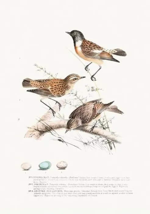 Framed Print : Vintage Bird Illustration: An exquisite depiction of British birds from the 19th century