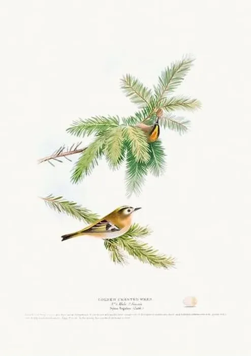 Framed Print : Vintage Bird Illustration: An exquisite depiction of British birds from the 19th century Framed Print : Vintage Bird Illustration: An exquisite depiction of British birds from the 19th century