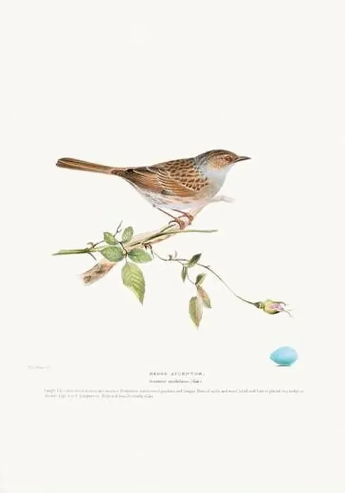 Framed Print : Vintage Bird Illustration: An exquisite depiction of British birds from the 19th century Framed Print : Vintage Bird Illustration: An exquisite depiction of British birds from the 19th century