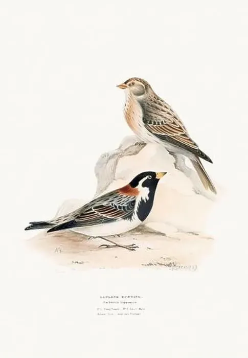 Framed Print : Vintage Bird Illustration: An exquisite depiction of British birds from the 19th century Framed Print : Vintage Bird Illustration: An exquisite depiction of British birds from the 19th century