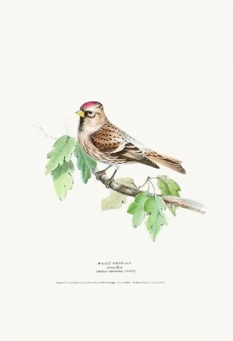 Framed Print : Vintage Bird Illustration: An exquisite depiction of British birds from the 19th century Framed Print : Vintage Bird Illustration: An exquisite depiction of British birds from the 19th century