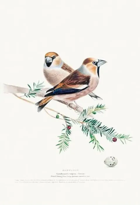 Framed Print : Vintage Bird Illustration: An exquisite depiction of British birds from the 19th century Framed Print : Vintage Bird Illustration: An exquisite depiction of British birds from the 19th century