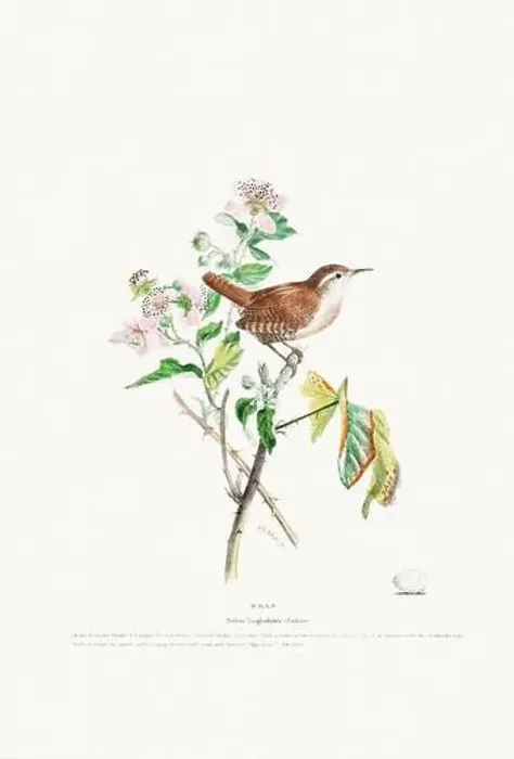 Framed Print : Vintage Bird Illustration: An exquisite depiction of British birds from the 19th century Framed Print : Vintage Bird Illustration: An exquisite depiction of British birds from the 19th century