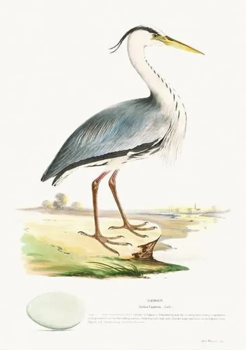 Framed Print : Vintage Bird Illustration: An exquisite depiction of British birds from the 19th century Framed Print : Vintage Bird Illustration: An exquisite depiction of British birds from the 19th century