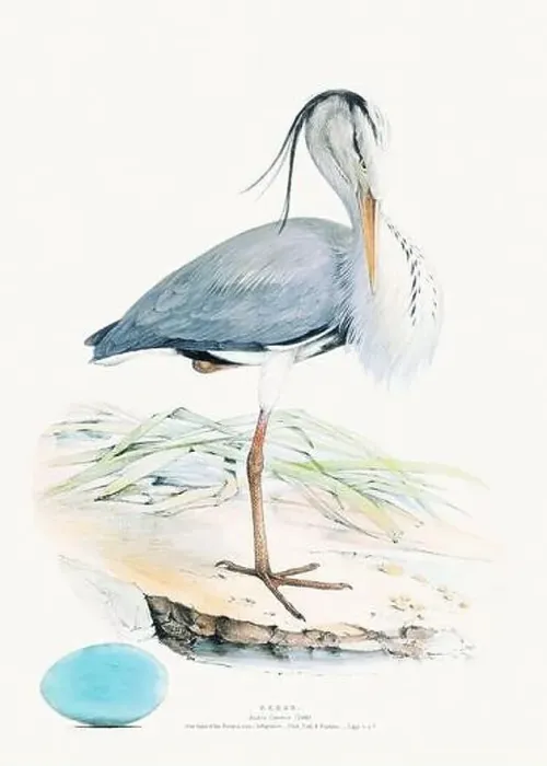 Framed Print : Vintage Bird Illustration: An exquisite depiction of British birds from the 19th century Framed Print : Vintage Bird Illustration: An exquisite depiction of British birds from the 19th century