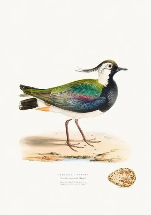 Framed Print : Vintage Bird Illustration: An exquisite depiction of British birds from the 19th century Framed Print : Vintage Bird Illustration: An exquisite depiction of British birds from the 19th century