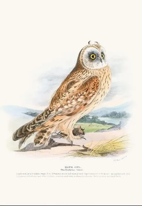 Framed Print : Vintage Bird Illustration: An exquisite depiction of British birds from the 19th century Framed Print : Vintage Bird Illustration: An exquisite depiction of British birds from the 19th century