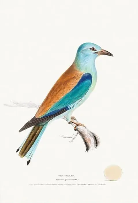 Framed Print : Vintage Bird Illustration: An exquisite depiction of British birds from the 19th century Framed Print : Vintage Bird Illustration: An exquisite depiction of British birds from the 19th century