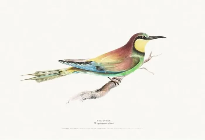 Framed Print : Vintage Bird Illustration: An exquisite depiction of British birds from the 19th century Framed Print : Vintage Bird Illustration: An exquisite depiction of British birds from the 19th century