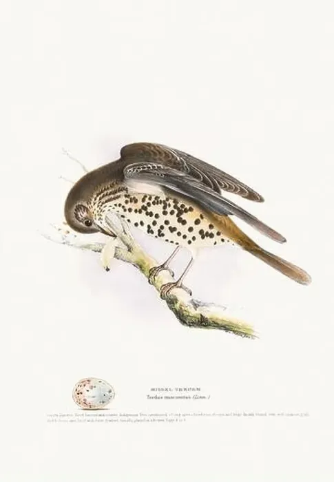 Framed Print : Vintage Bird Illustration: An exquisite depiction of British birds from the 19th century Framed Print : Vintage Bird Illustration: An exquisite depiction of British birds from the 19th century