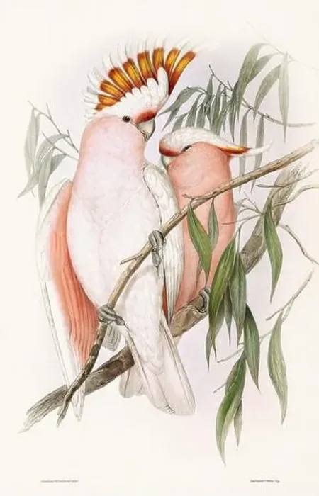Framed Print : Vintage bird illustration by the naturalist John Gould (1804-1881) Framed Print : Vintage bird illustration by the naturalist John Gould (1804-1881)