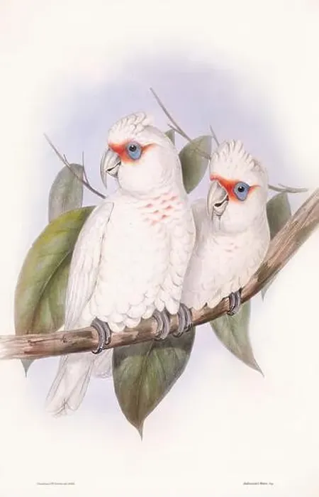 Framed Print : Vintage bird illustration by the naturalist John Gould (1804-1881) Framed Print : Vintage bird illustration by the naturalist John Gould (1804-1881)