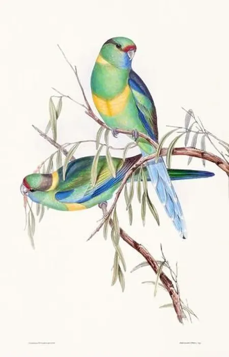 Framed Print : Vintage bird illustration by the naturalist John Gould (1804-1881) Framed Print : Vintage bird illustration by the naturalist John Gould (1804-1881)