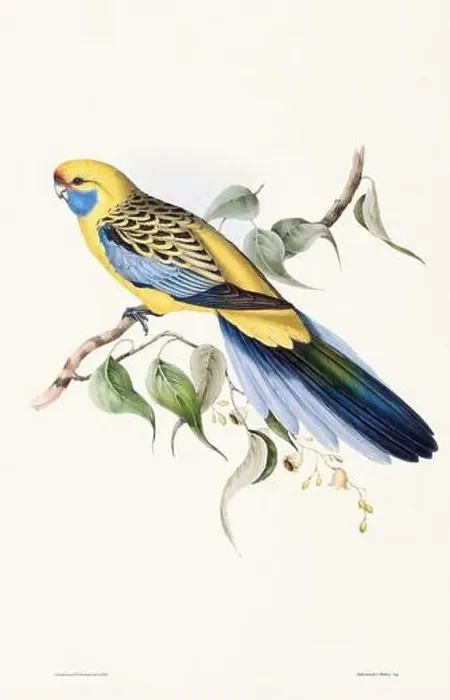 Framed Print : Vintage bird illustration by the naturalist John Gould (1804-1881) Framed Print : Vintage bird illustration by the naturalist John Gould (1804-1881)