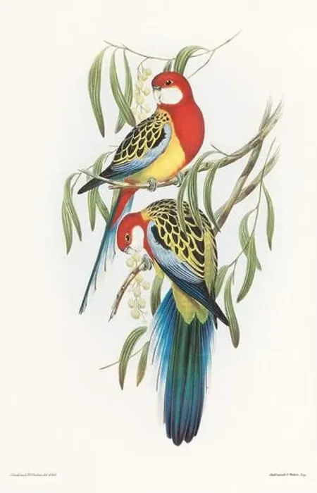 Framed Print : Vintage bird illustration by the naturalist John Gould (1804-1881) Framed Print : Vintage bird illustration by the naturalist John Gould (1804-1881)