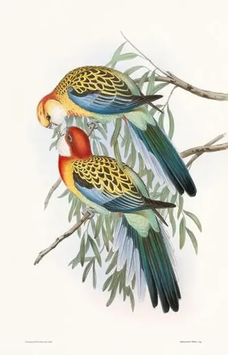 Framed Print : Vintage bird illustration by the naturalist John Gould (1804-1881) Framed Print : Vintage bird illustration by the naturalist John Gould (1804-1881)