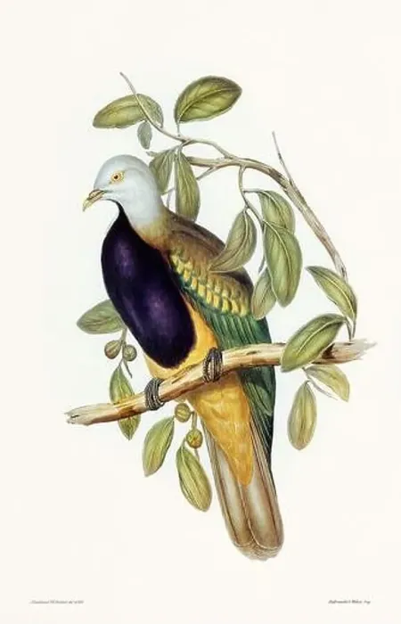 Framed Print : Vintage bird illustration by the naturalist John Gould (1804-1881) Framed Print : Vintage bird illustration by the naturalist John Gould (1804-1881)