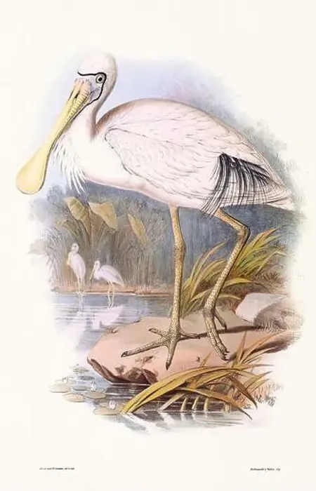 Framed Print : Vintage bird illustration by the naturalist John Gould (1804-1881) Framed Print : Vintage bird illustration by the naturalist John Gould (1804-1881)