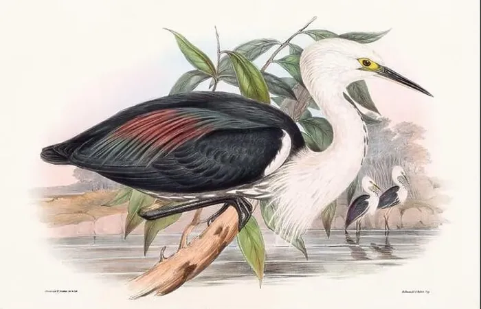 Framed Print : Vintage bird illustration by the naturalist John Gould (1804-1881) Framed Print : Vintage bird illustration by the naturalist John Gould (1804-1881)
