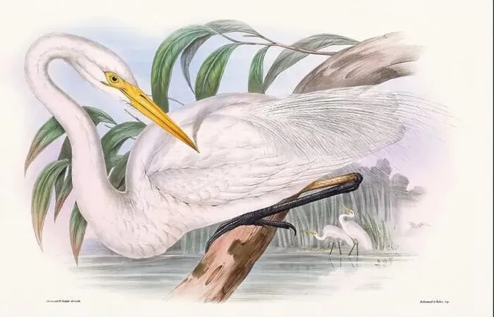 Framed Print : Vintage bird illustration by the naturalist John Gould (1804-1881) Framed Print : Vintage bird illustration by the naturalist John Gould (1804-1881)