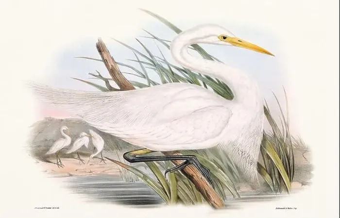 Framed Print : Vintage bird illustration by the naturalist John Gould (1804-1881) Framed Print : Vintage bird illustration by the naturalist John Gould (1804-1881)