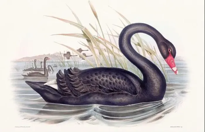 Framed Print : Vintage bird illustration by the naturalist John Gould (1804-1881) Framed Print : Vintage bird illustration by the naturalist John Gould (1804-1881)