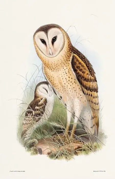 Framed Print : Vintage bird illustration by the naturalist John Gould (1804-1881) Framed Print : Vintage bird illustration by the naturalist John Gould (1804-1881)