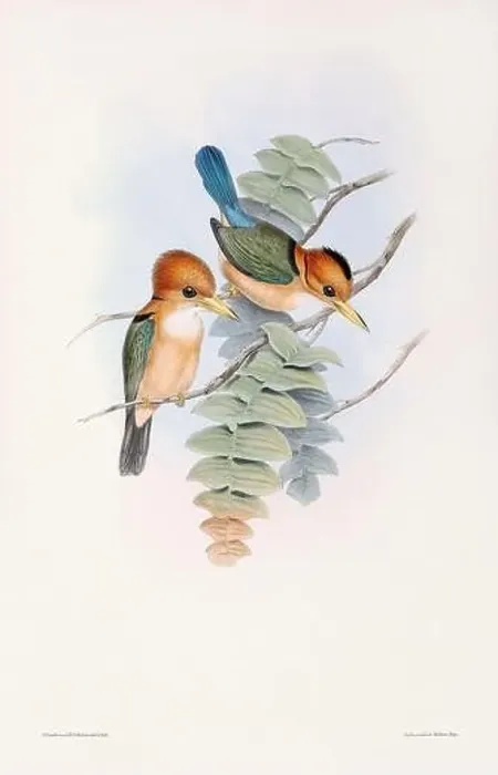 Framed Print : Vintage bird illustration by the naturalist John Gould (1804-1881) Framed Print : Vintage bird illustration by the naturalist John Gould (1804-1881)