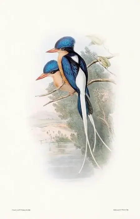 Framed Print : Vintage bird illustration by the naturalist John Gould (1804-1881) Framed Print : Vintage bird illustration by the naturalist John Gould (1804-1881)