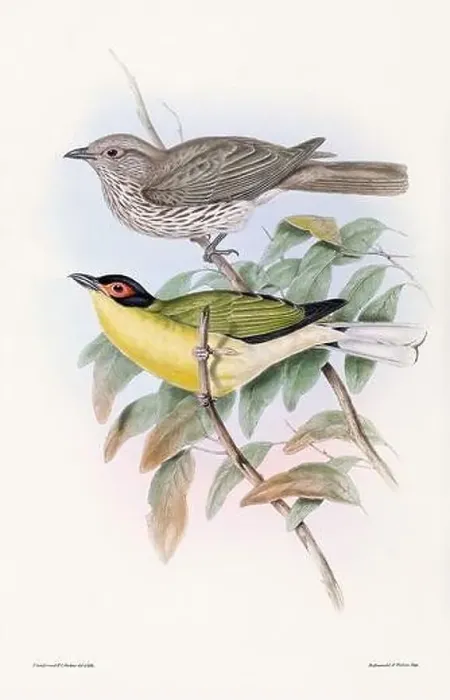 Framed Print : Vintage bird illustration by the naturalist John Gould (1804-1881) Framed Print : Vintage bird illustration by the naturalist John Gould (1804-1881)