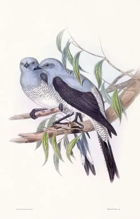 Framed Print : Vintage bird illustration by the naturalist John Gould (1804-1881) Framed Print : Vintage bird illustration by the naturalist John Gould (1804-1881)