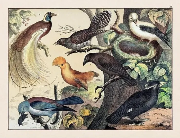 Framed Print : Vintage Bird illustration published in a German natural history book in the 19th century, circa 1870 Framed Print : Vintage Bird illustration published in a German natural history book in the 19th century, circa 1870
