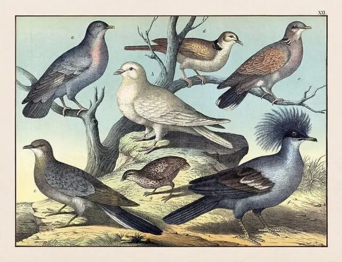 Framed Print : Vintage Bird illustration published in a German natural history book in the 19th century, circa 1870 Framed Print : Vintage Bird illustration published in a German natural history book in the 19th century, circa 1870