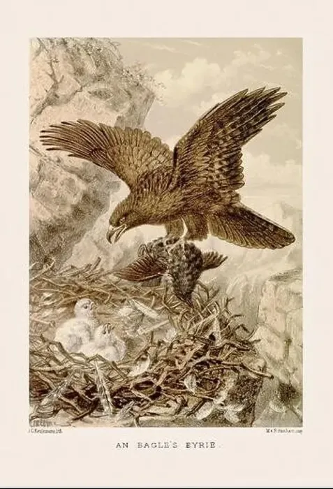 Framed Print : Vintage bird illustration in sepia tones from a 19th-century ornithology book Framed Print : Vintage bird illustration in sepia tones from a 19th-century ornithology book