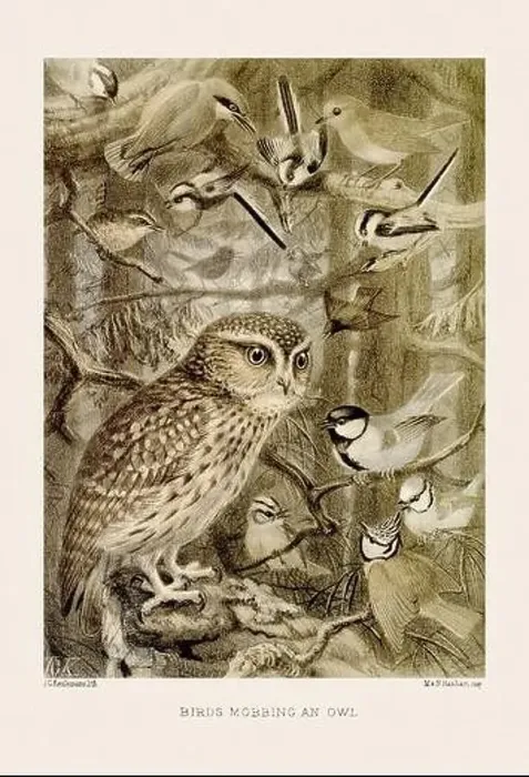 Framed Print : Vintage bird illustration in sepia tones from a 19th-century ornithology book Framed Print : Vintage bird illustration in sepia tones from a 19th-century ornithology book