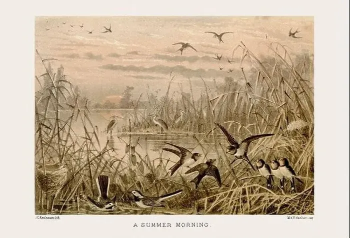 Framed Print : Vintage bird illustration in sepia tones from a 19th-century ornithology book Framed Print : Vintage bird illustration in sepia tones from a 19th-century ornithology book