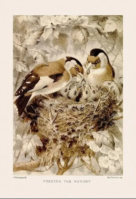 Framed Print : Vintage bird illustration in sepia tones from a 19th-century ornithology book Framed Print : Vintage bird illustration in sepia tones from a 19th-century ornithology book