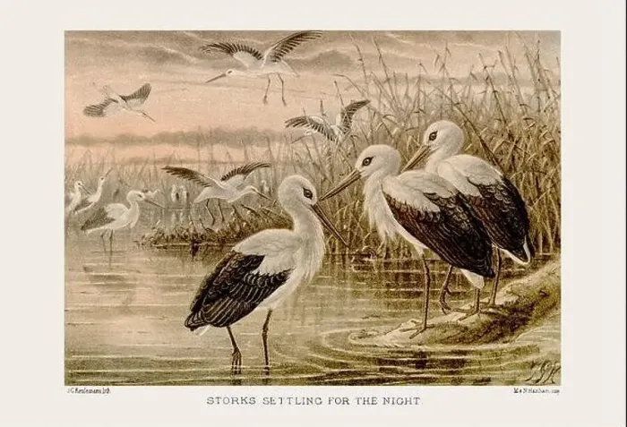 Framed Print : Vintage bird illustration in sepia tones from a 19th-century ornithology book Framed Print : Vintage bird illustration in sepia tones from a 19th-century ornithology book